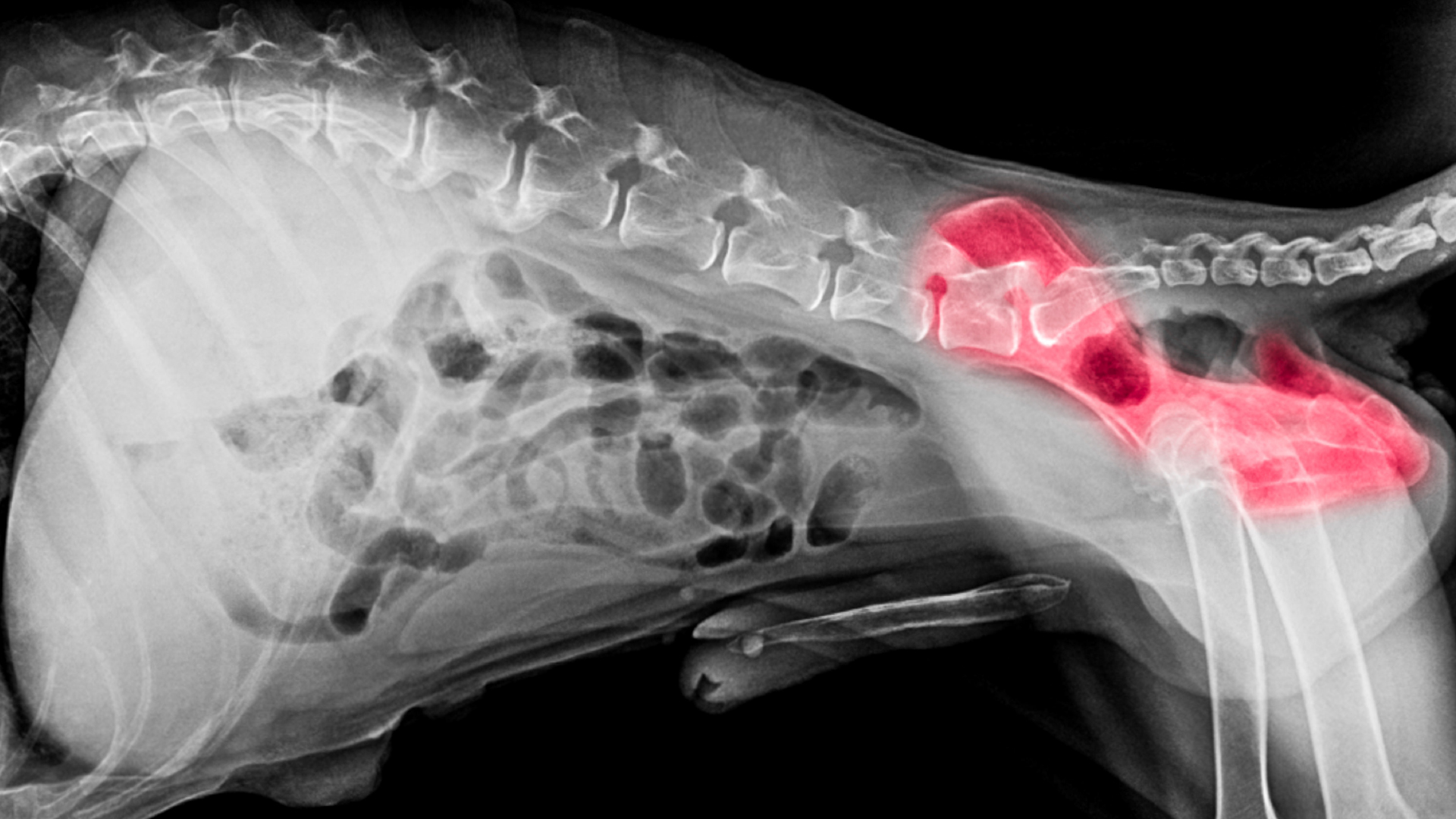 Osteoarthritis beim Hund