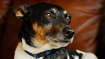 Jack-Russel-Terrier-Hündin