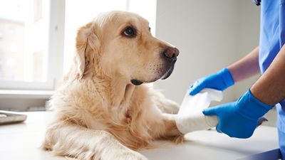 Golden Retriever in Behandlung