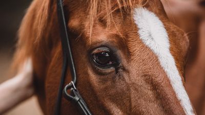 Corona: Pferdegesundheit