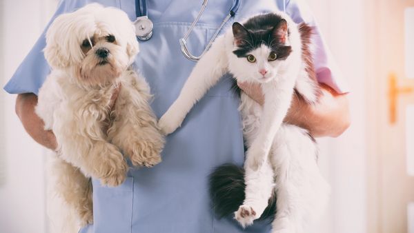 Krebstherapie bei Kleintieren