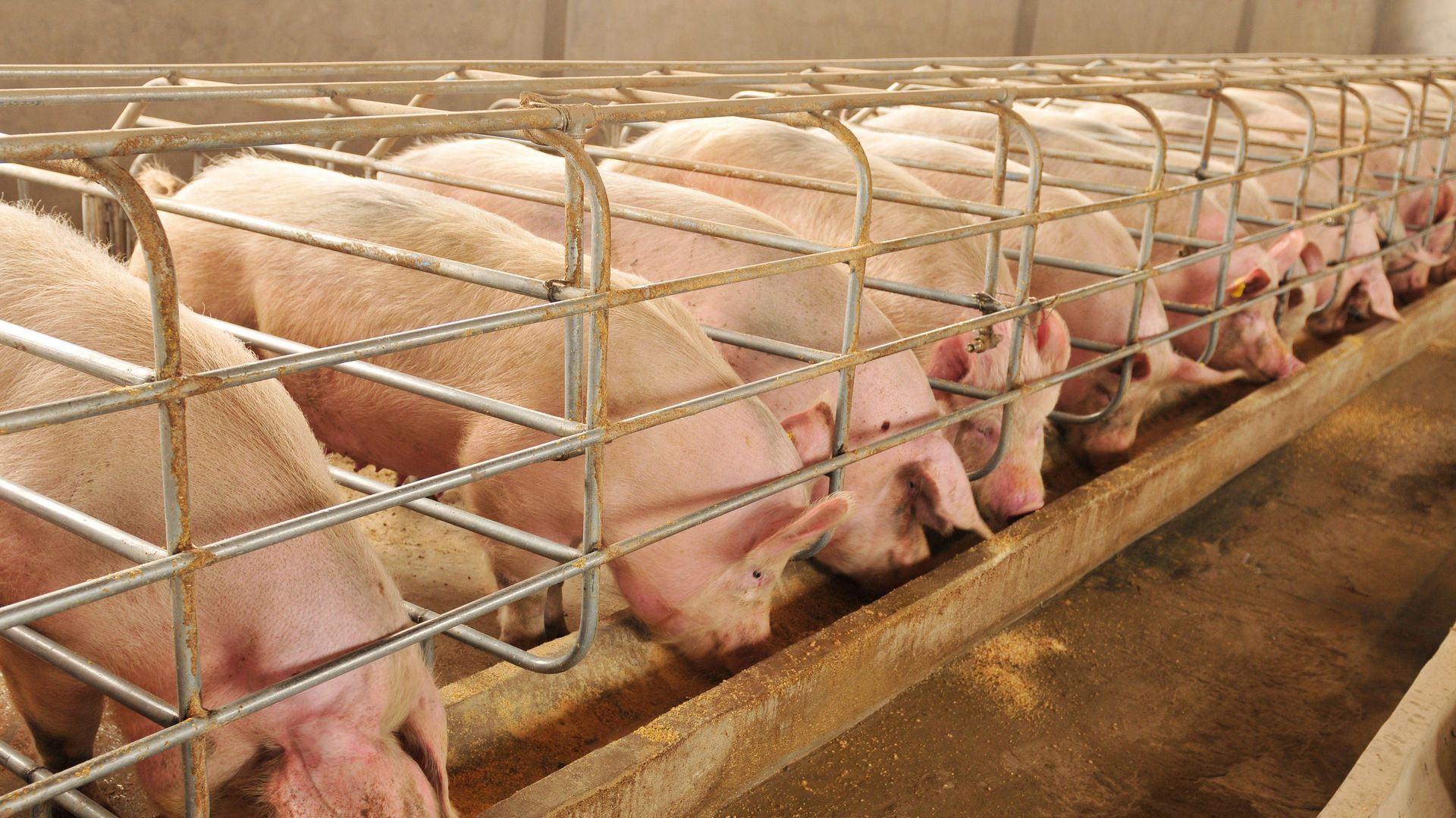 Beratungskosten für Bauern: Tierärzte können sie über die geregelte Arzneimittelspanne gering halten.