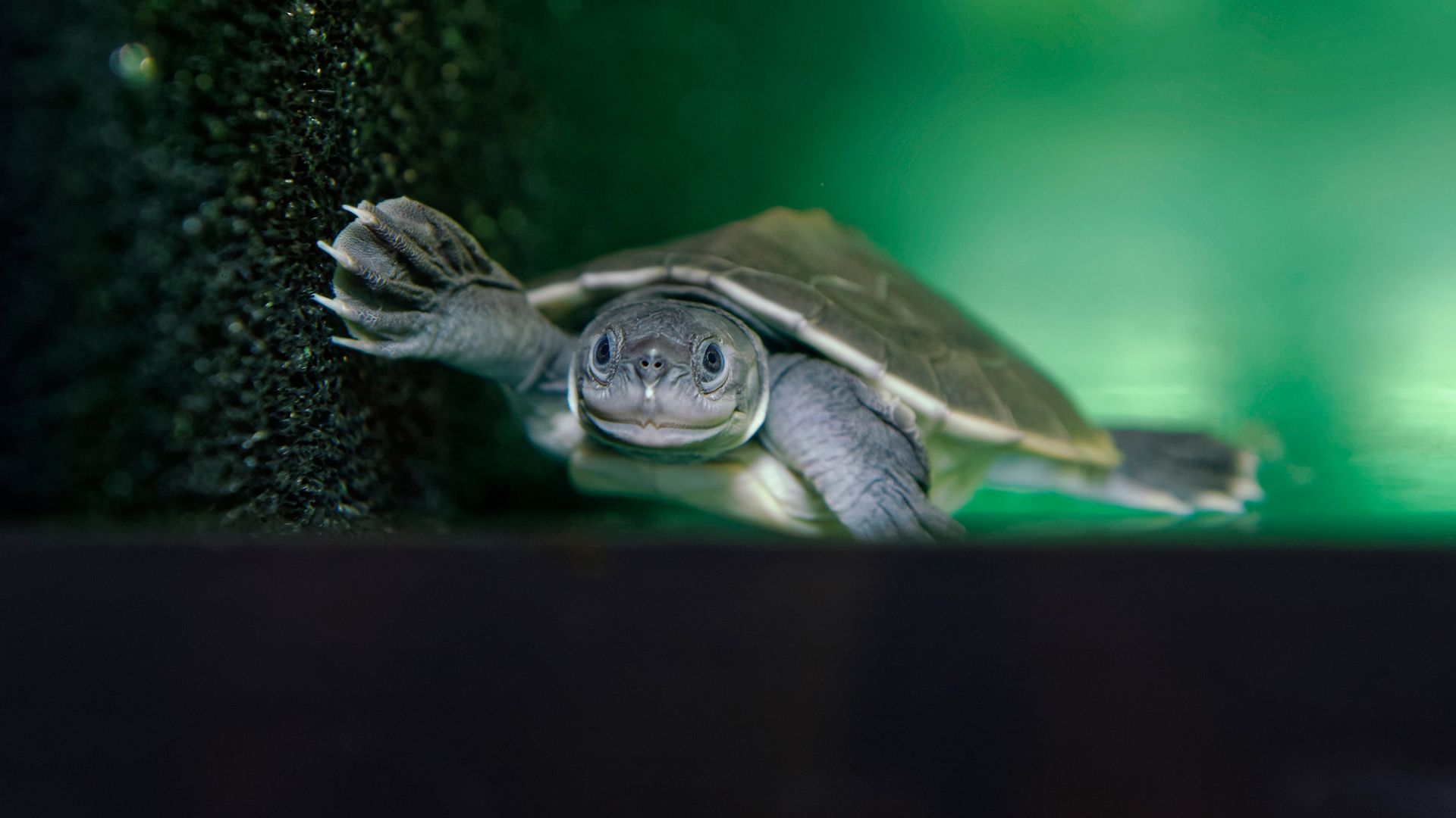 Flussschildkröte Batagur Baska: 2010 ist die erste Weltnachzucht im Tiergarten Schönbrunn gelungen.