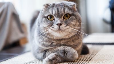 Scottish-Fold-Katze