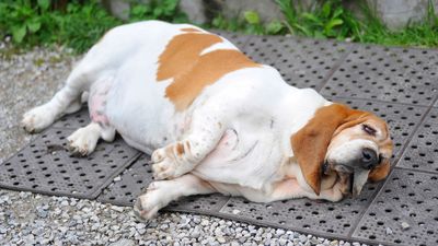 Übergewichtiger Hund