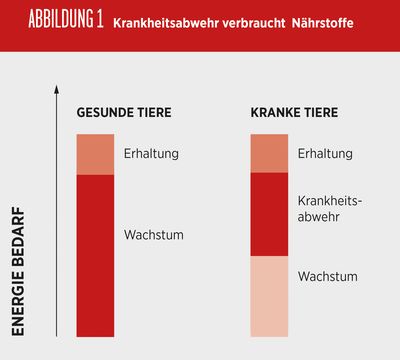 Abbildung 1 - Krankheitsabwehr verbraucht Nährstoffe