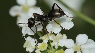 Studie: Ameisen können Krebs riechen