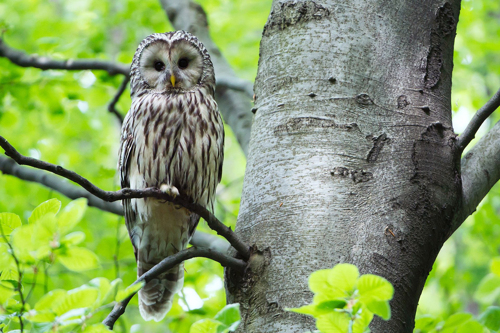 Der Habichtskauz wurde durch die Zusammenarbeit mit dem Tiergarten erfolgreich im Wienerwald wieder angesiedelt.