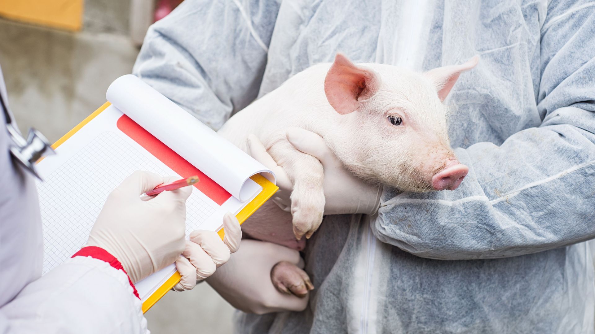 Schweinemast braucht keine Antibiotika - Fiktion oder Realität?