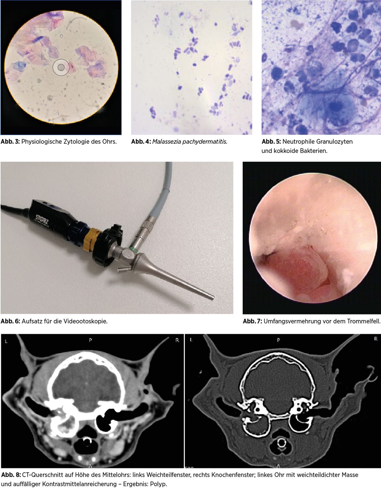 Tierärzteverlag - Otitis beim – leicht zu diagnostizieren, schwer zu beherrschen