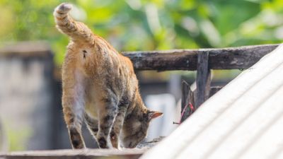 Endoparasiten bei Katzen