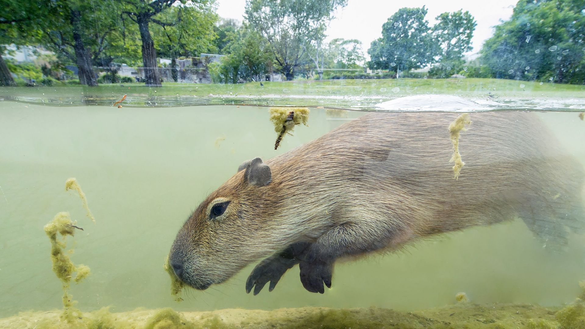 Von der kaiserlichen Menagerie zu Europas bestem Zoo