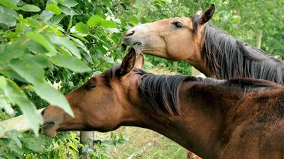 Vibrationstraining bei Pferden