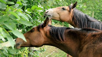 Vibrationstraining beim Pferd