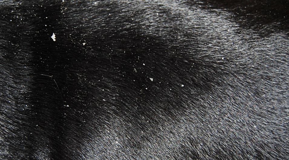 Schuppen am Rücken eines Hundes mit Cheyletiella-Infektion