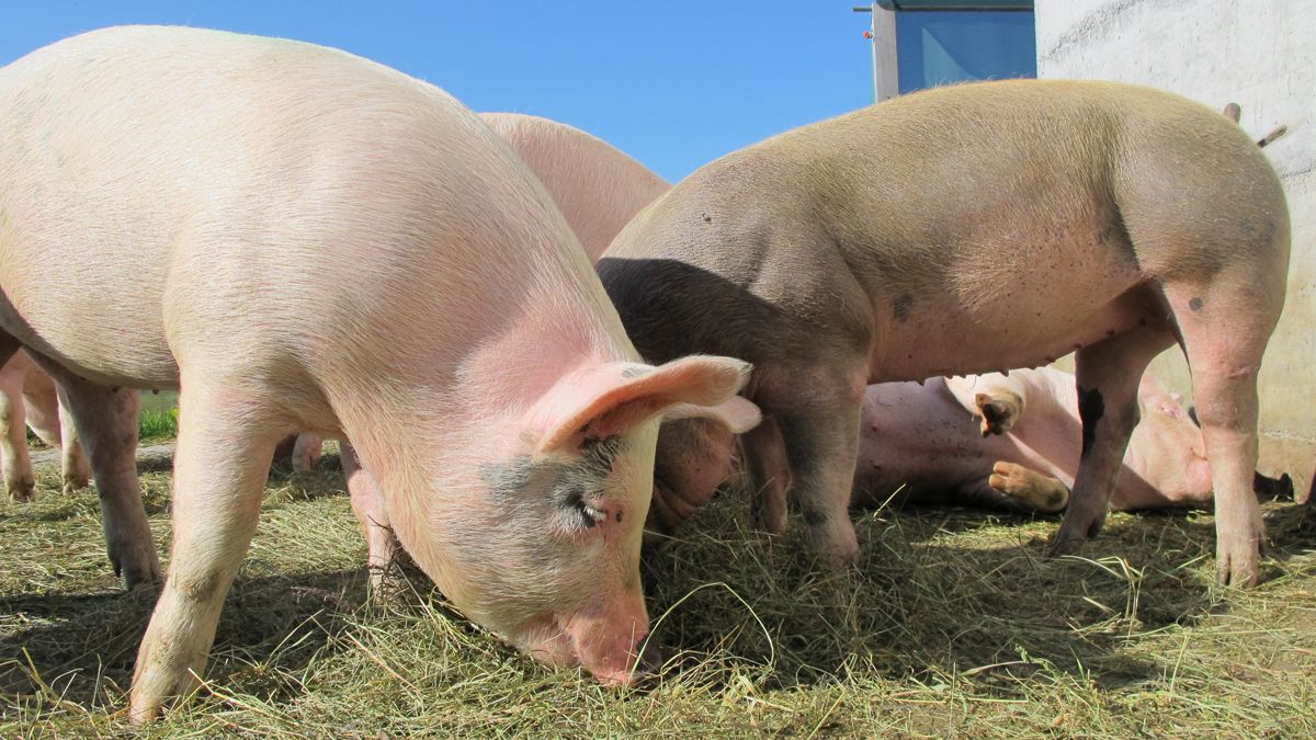 Antibiotikaresistenz - Überwachung in Österreich Symposium zum 9. Europäischen Antibiotikatag