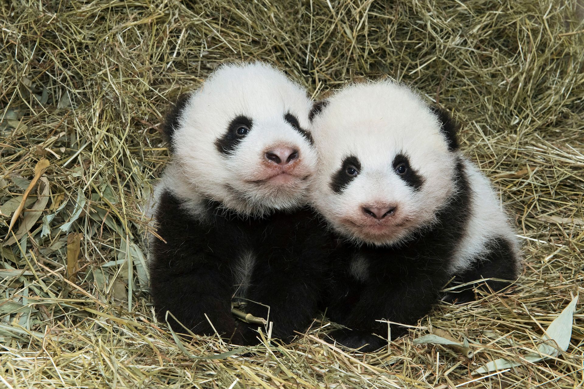 Sensation: Im August 2016 erblickten die Panda-Zwillinge das Licht der Welt.