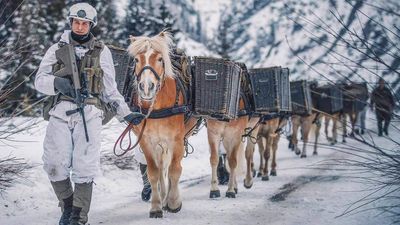 Pferde Bundesheer