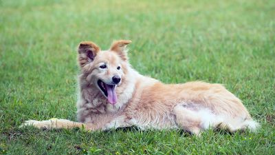 Nebennierentumore beim Hund