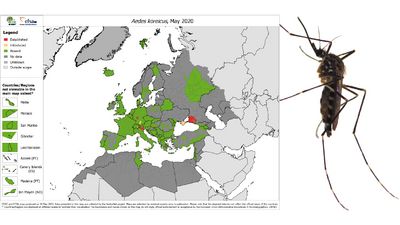 Stechmücke in Europa