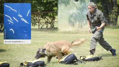 Militärhunde