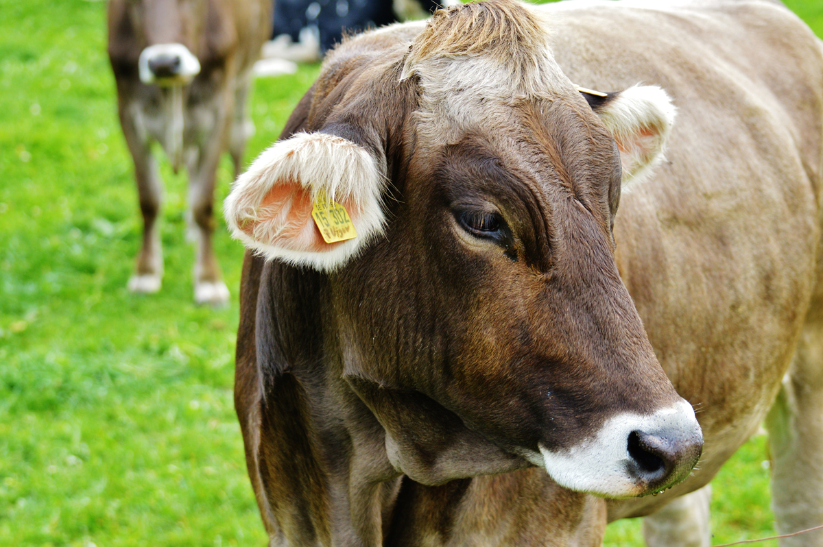 Im Jahr 2013 wurden E. coli Isolate von Jungrindern letztmalig untersucht: 93% waren vollständig empfindlich gegenüber den ausgetesteten Antibiotika.