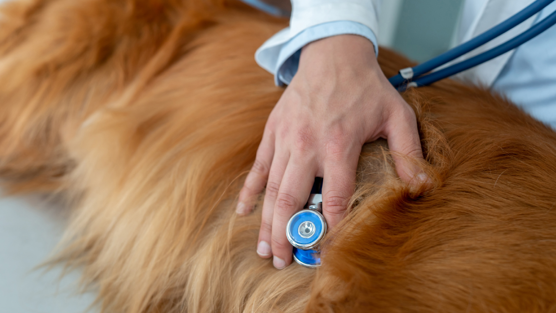 - Volkskrankheit Mitralklappenendokardiose – nicht nur unsere Hundesenioren sind