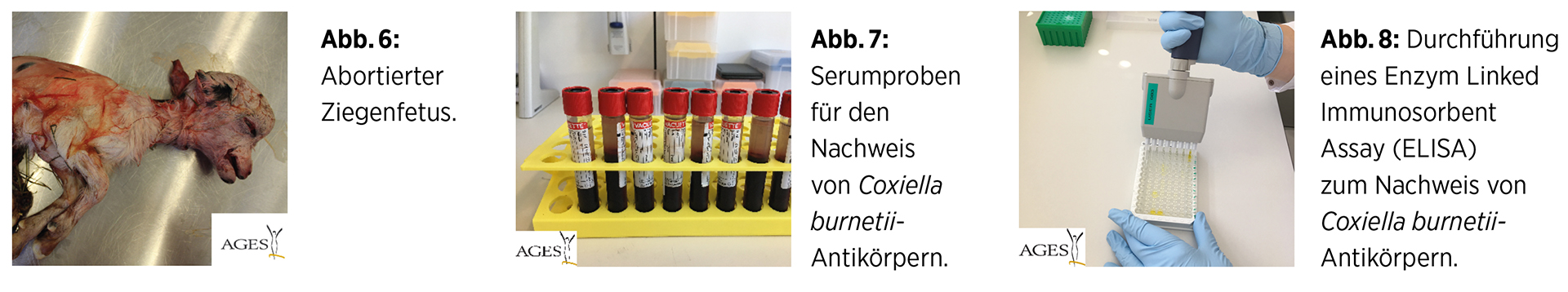 Coxiellose