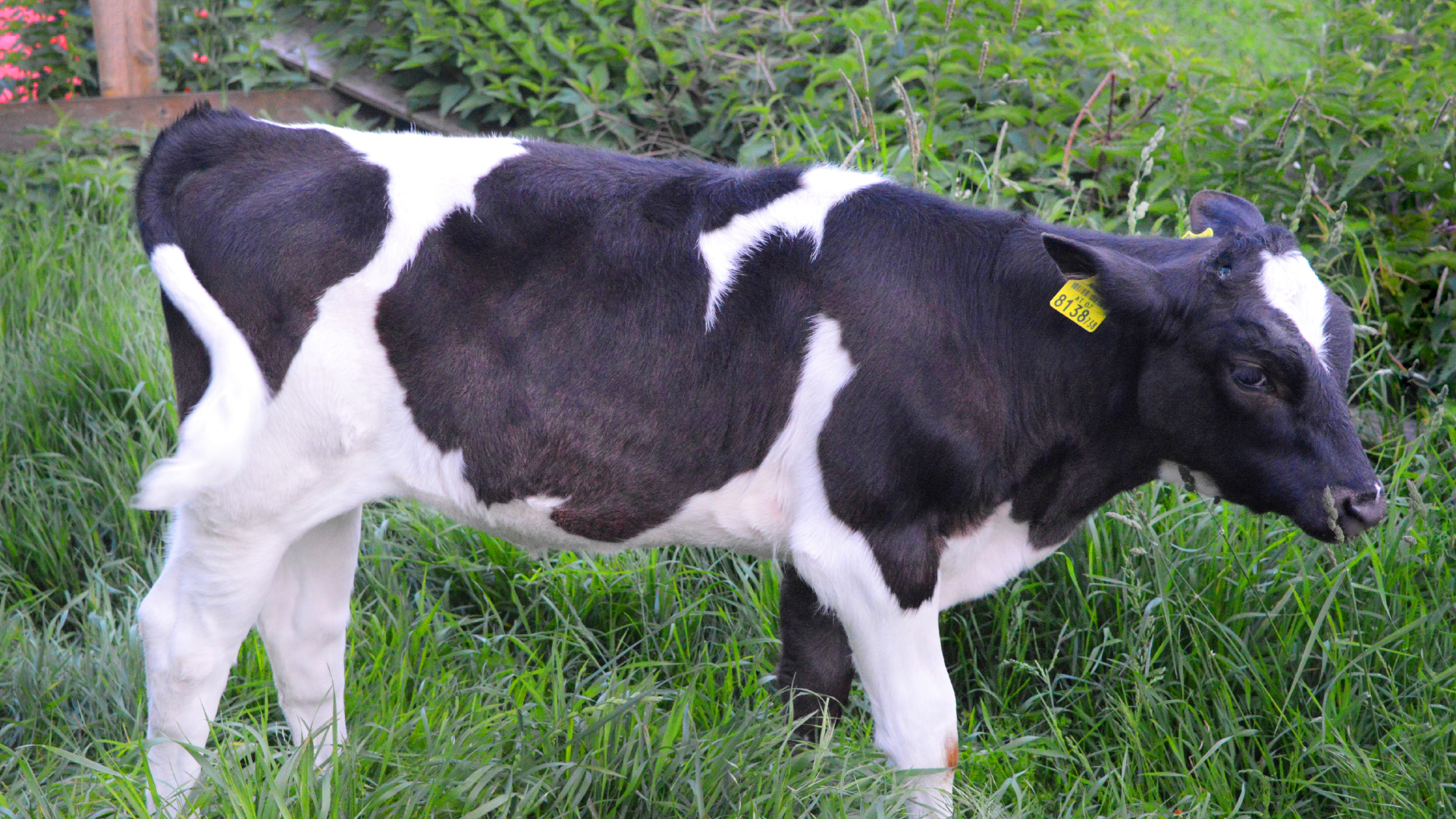 Ungewöhnliche Frühgeburt beim Rind – Eine Fallbeschreibung