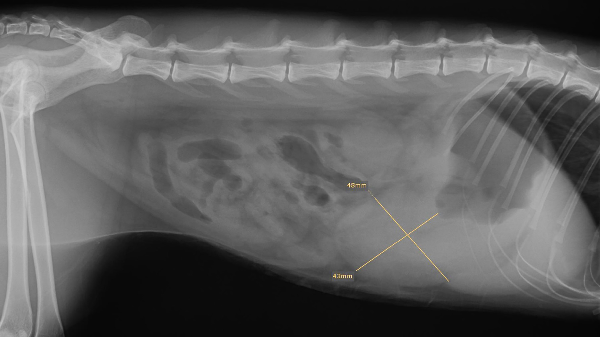 Feline Gastrointestinale Eosinophile Sklerosierende Fibroplasie (FGESF)