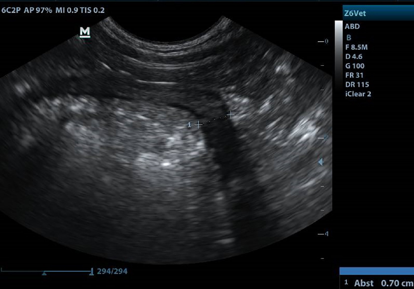 Feline Gastrointestinale Eosinophile Sklerosierende Fibroplasie (FGESF)