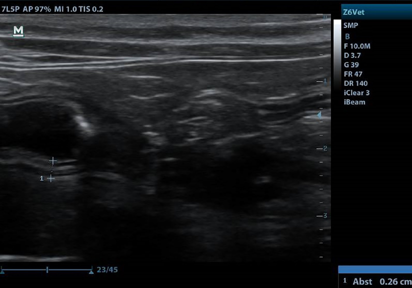 Feline Gastrointestinale Eosinophile Sklerosierende Fibroplasie (FGESF)