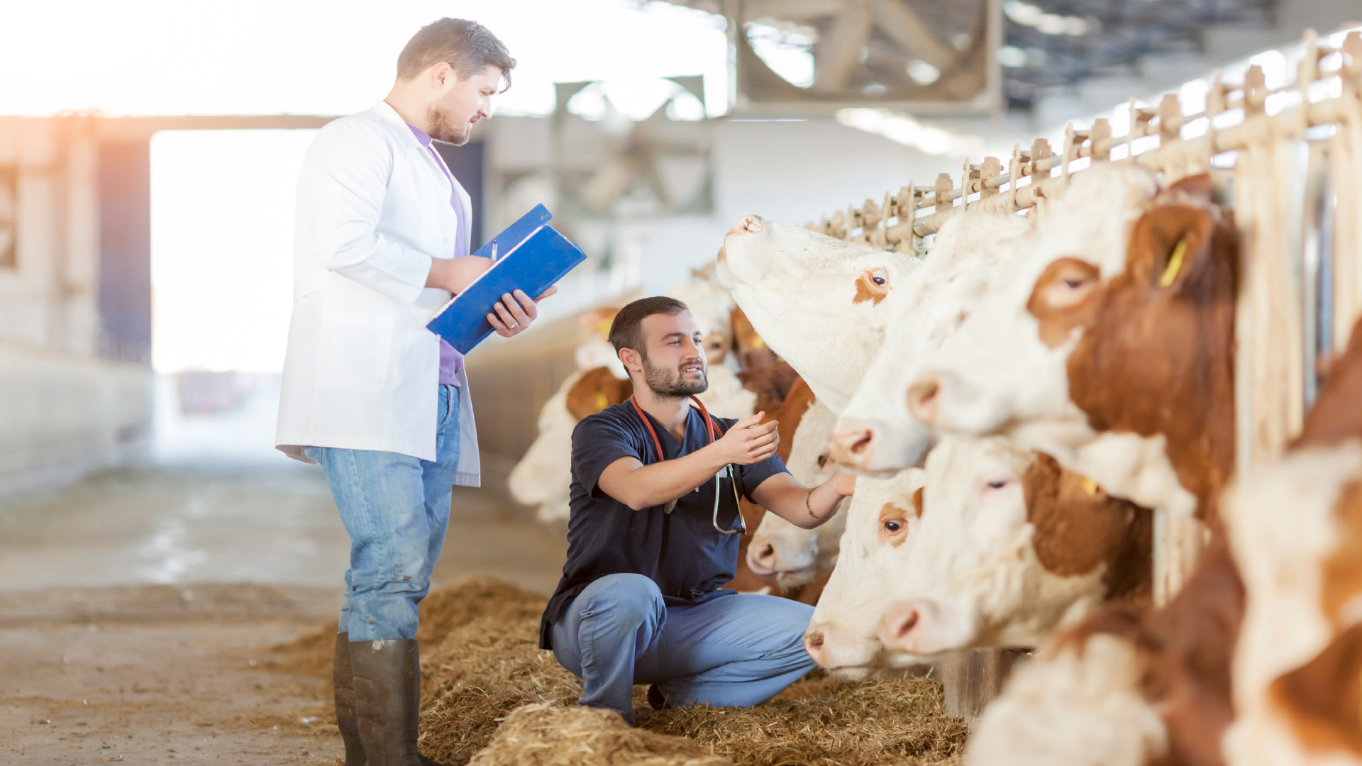 Tierärzteschaft und Konsumentenschutz