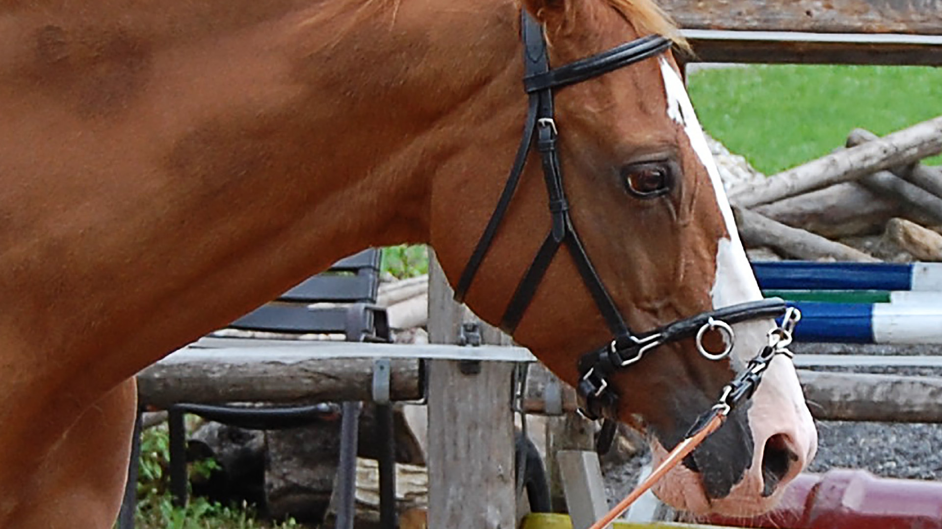 Einfluss der Hufbearbeitung auf das Gangbild beim Pferd –  Beobachtungen aus der Praxis