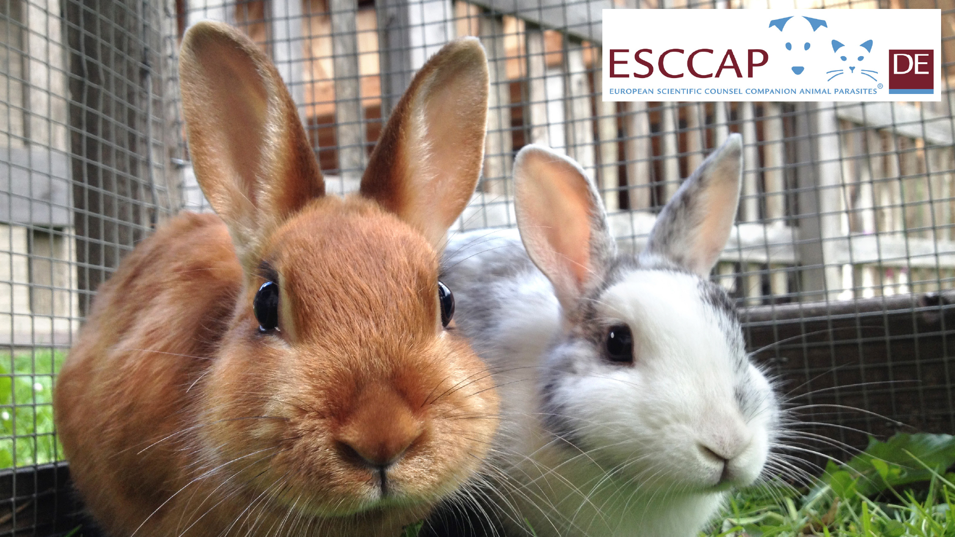 ESCCAP