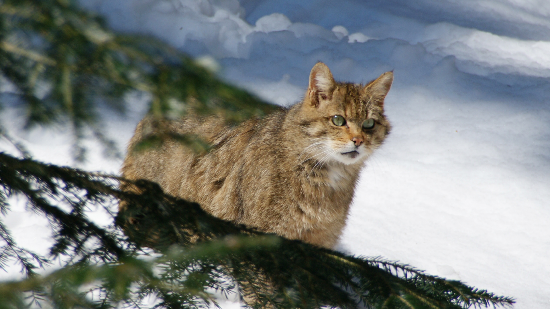 Wildkatzenarten