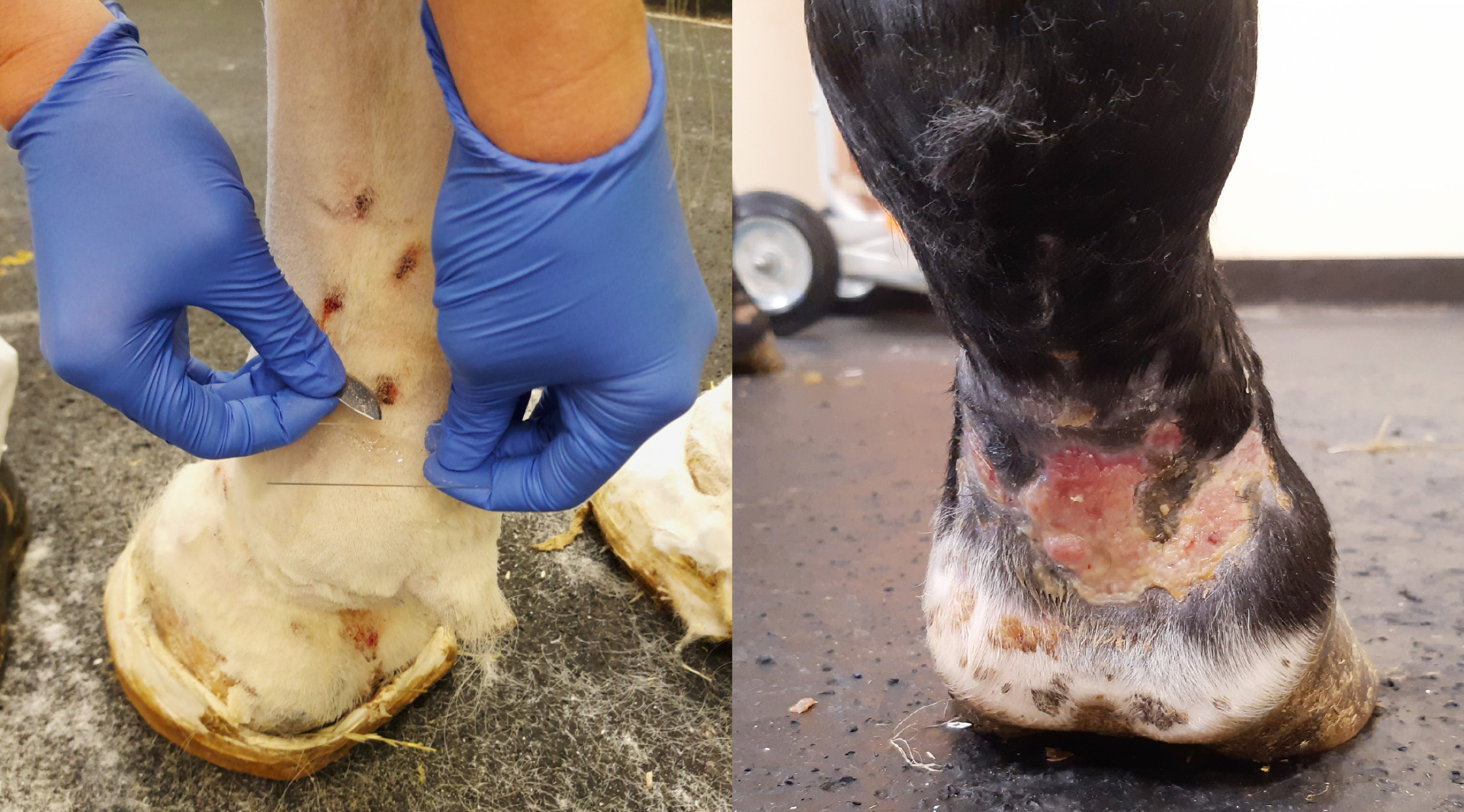 Pastern Dermatitis Chorioptes, Chorioptes-Pastern-Dermatitis