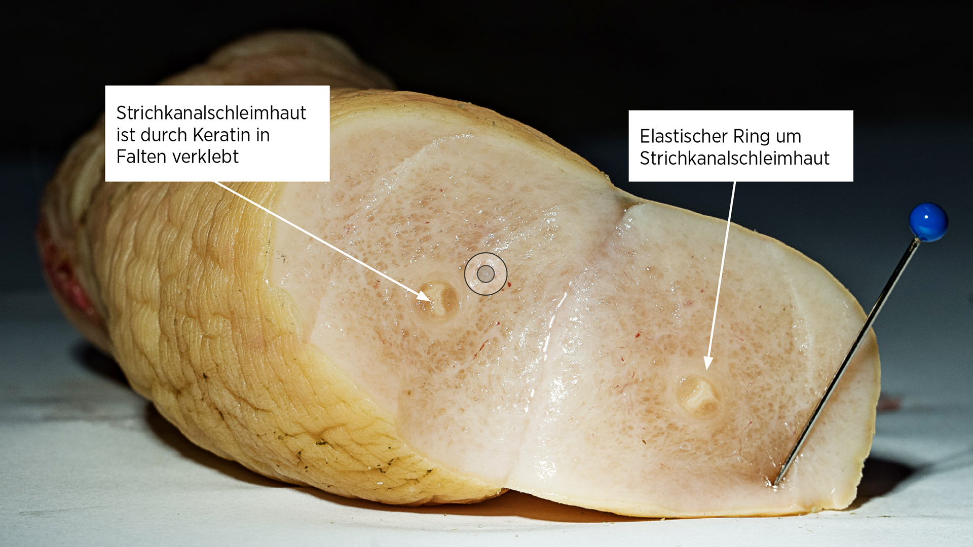 Trockenstellen