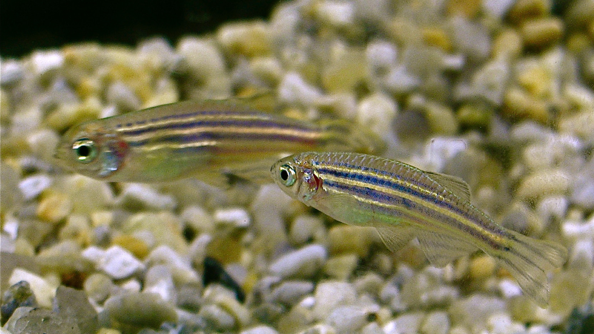 Zebrafisch