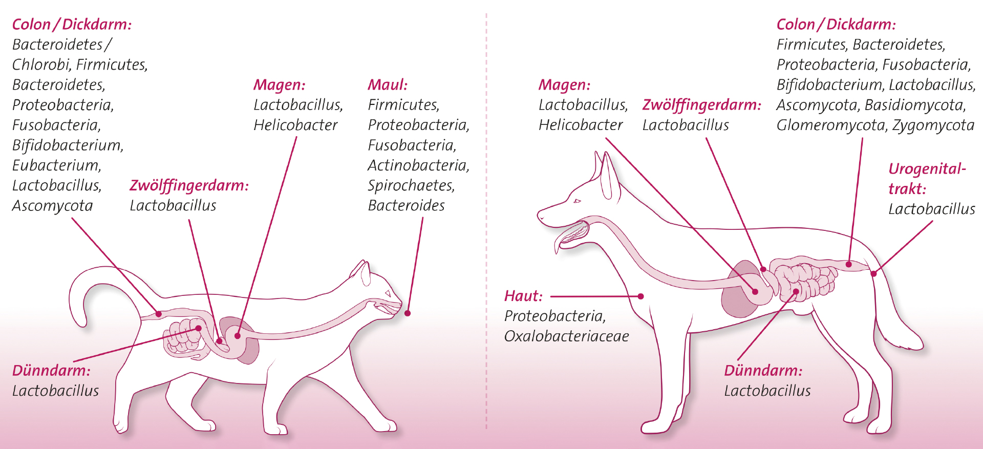 Mikrobiom im Tier