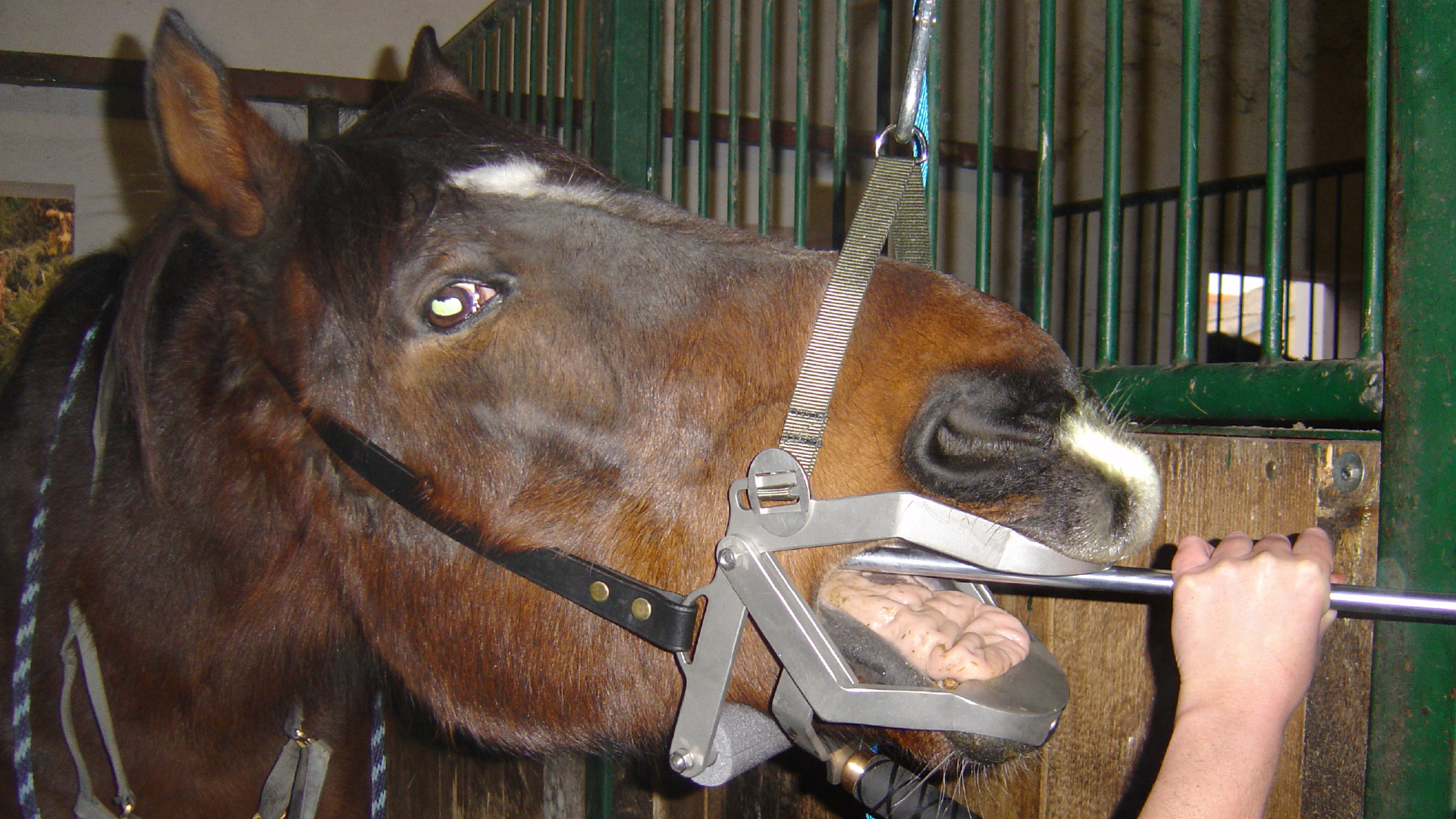 Zahnmedizin bei Pferden