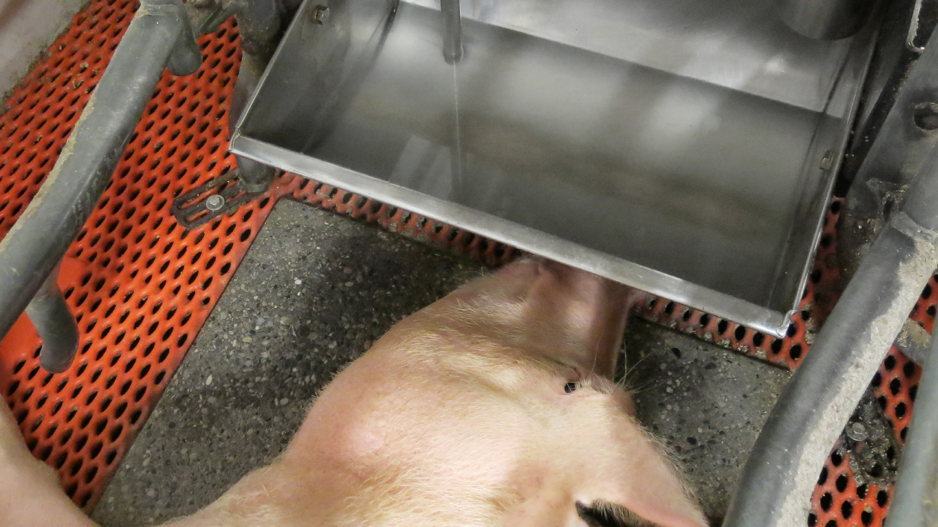 Schweinehaltung und Antibiotikaeinsatz