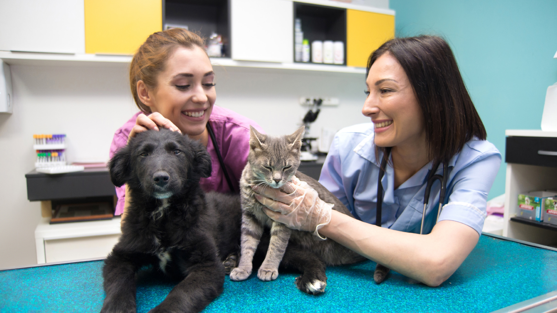 Vorsorgeuntersuchung bei Hund und Katze