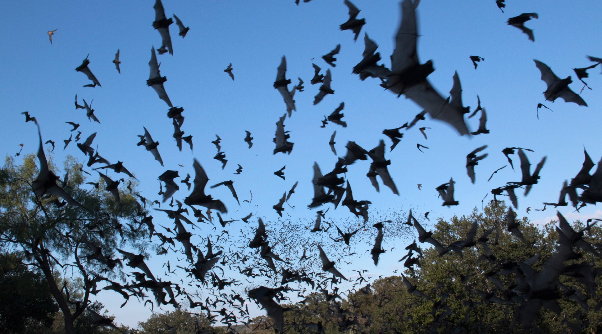 Fledermäuse in gestörten Ökosystemen  sind häufiger mit Coronaviren infiziert