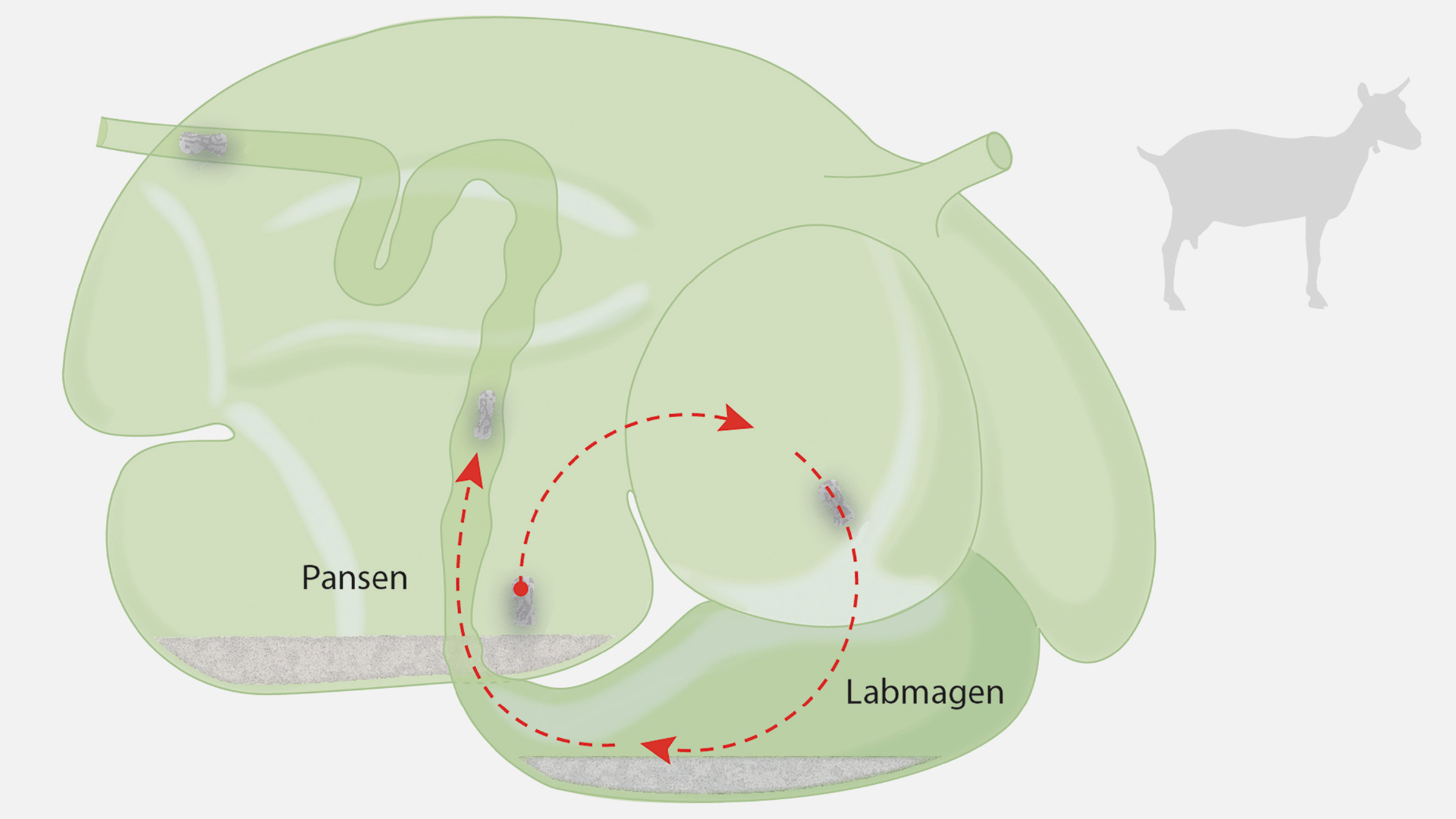 Spülsystem im Magen 