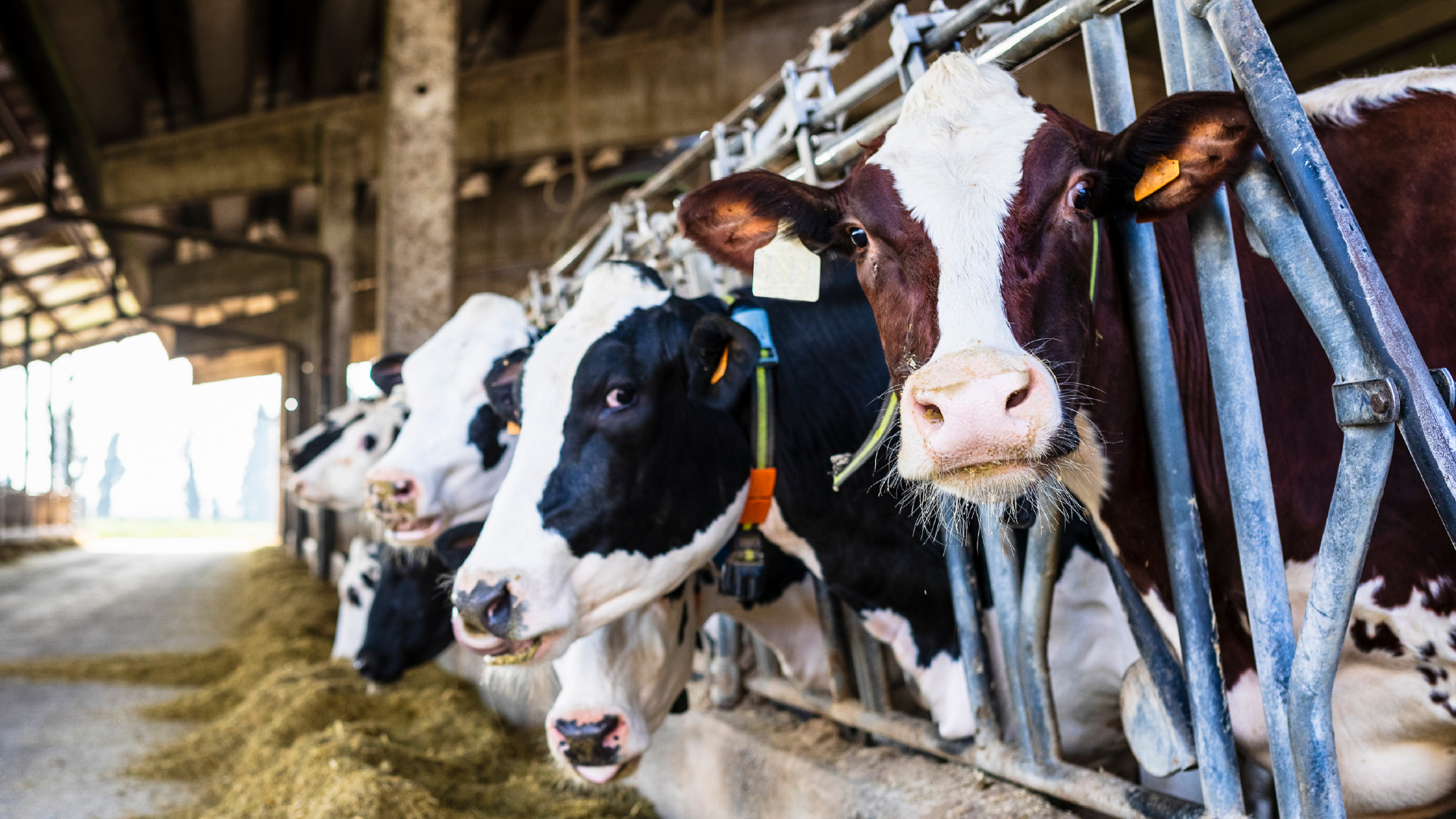 Antibiotika und Tierhaltung