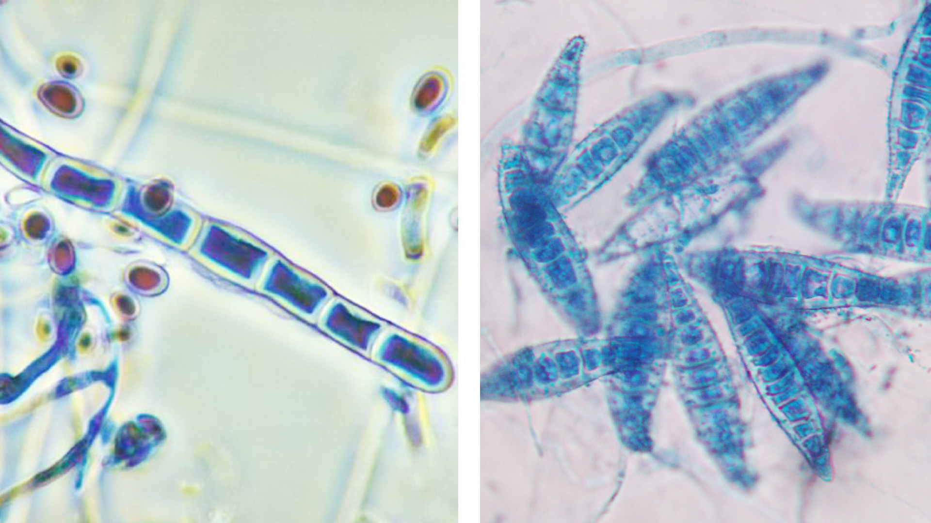 Dermatophytosen bei Hund und Katze