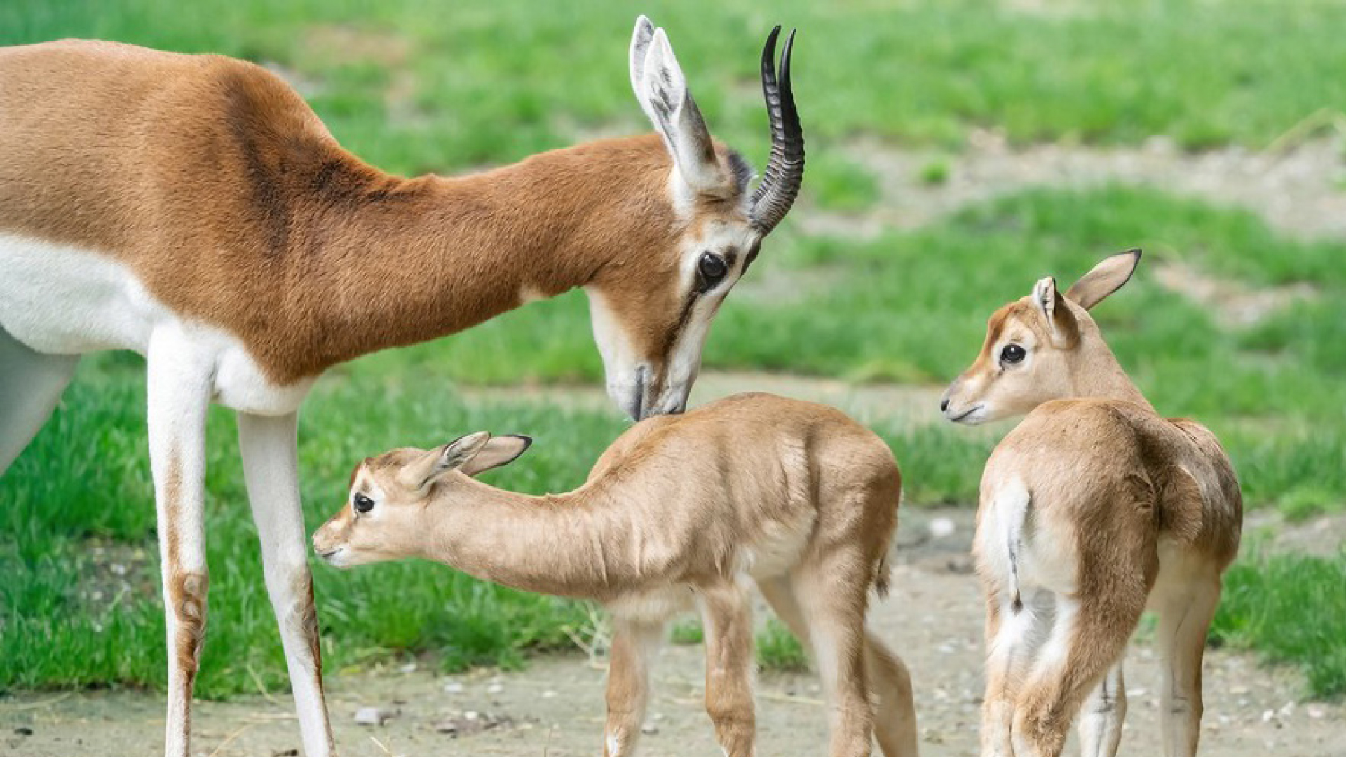 Seltene Mhorrgazelle nachgezüchtet