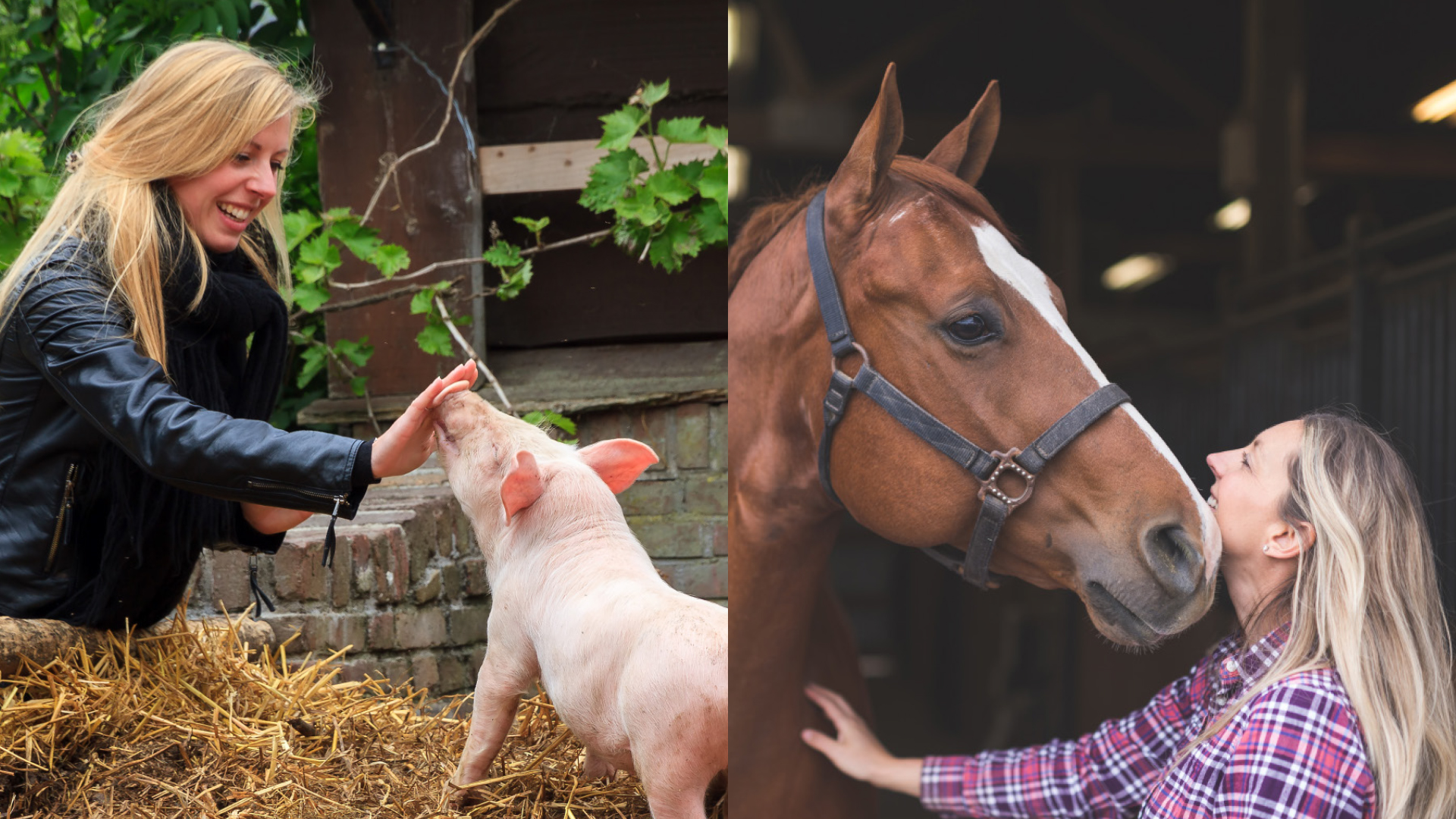 Pferde und Schweine können menschliche Stimme deuten