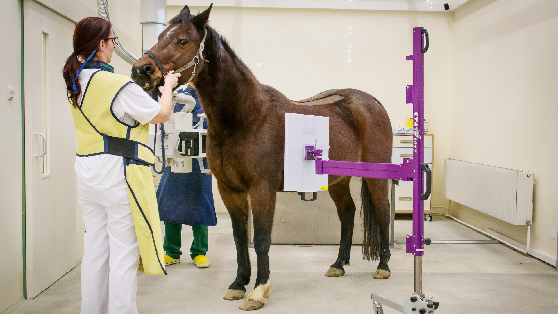 Bildgebende Diagnostik bei Pferden